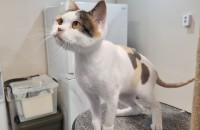 (칼리코 코숏) 1살된 여아 라리의 집사가 되어주세요 !