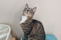 (고등어 태비) 잘생기고 늠름한 초코 !!