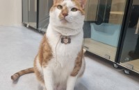 [치즈코숏] 삼순이의 가족이 되어주실분 !!