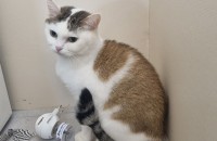 (믹스묘) 새하얀 올빼미같은 미묘 코코 !!