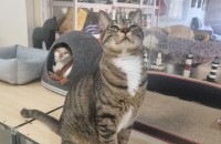 [잘생긴 코숏] 초코의 집사가 되어주실분 !