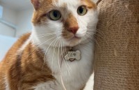 (치즈태비 코숏) 뚱뚱냥냥한 삼순이의 가족이 되어주실분 !!