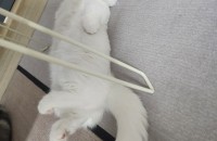 백색 먼치킨 평생가족을 찾고있어요