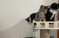 가정묘 3월 출산  (4마리 분양)