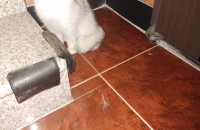 브리티쉬숏헤어