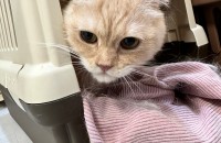 페르시안, 스코티쉬 폴드 새로운 가족을 기다리고 있습니다