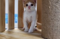 1개월 조금지난 치즈아기고양이입니다!