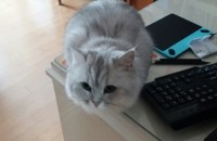 고양이 무료분양