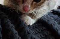 대구 달성군 코숏 2개월 여아 분양합니다