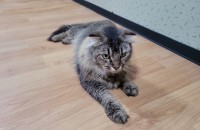 메인쿤 숫컷(중성화) 분양해요