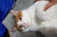 부산 구서동 두실역 고양이 두마리 분양합니다