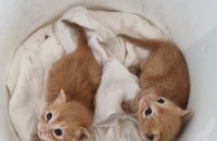 엄마잃은 6형제 아기 고양이의 운명..가족을 찾습니다..