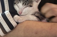 부산 새끼 고양이