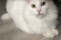 터키시앙고라 분양합니다