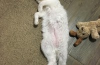 터키쉬앙고라믹스 무료분양 합니다.(부산)