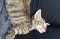 2달된 초롱이 분양합니다