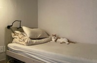 코숏 치즈태비 8개월 무료분양 합니다 ( 부산 )