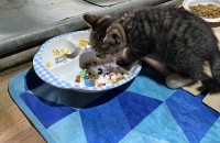 2달 되어가는 아기고양이 입니다. 수컷고양입니다.