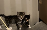 출생 한달된 수컷아기고양이 분양 합니다.