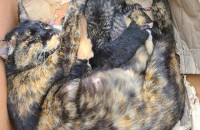 갓태어난 아깽이 입니다.