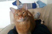 아비시니안 5살 남아