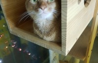 아비 남아보냅니다.