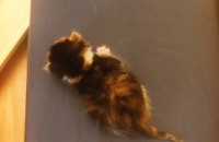 (사진,영상첨부)아기고양이 분양합니다