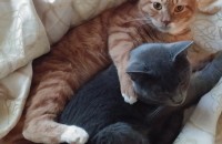 정말 사랑으로 키워주실 주인을 찾습니다ㅠㅠ