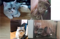 2살페르시아(남)