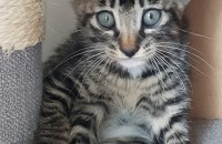 아기고양이 2마리 분양합니다