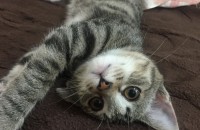 코숏 6개월 여아