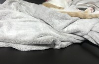 코숏 3개월 남아 분양합니다.