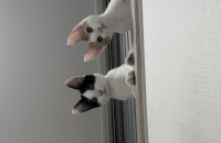 잘생긴 왕자님 고양이