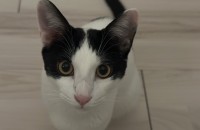 7개월 된 코숏 수컷 입양합니다