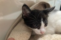 새끼고양이 분양합니다