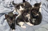 고양이 무료분양