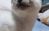 두달된 아기고양이 너무 순해요