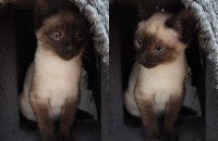 너무너무 순하고 애교많은 고양이 어떠세요-?