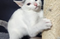 장꾸같은 애교둥이들이에요--