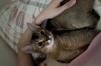 착하고 애교많은 아비시니안 여아입니다 중성화완료