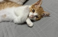 치즈 아기고양이 분양합니다!