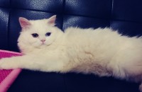 8개월된 오드아이 화이트 페르시안 암컷 분양합니다.