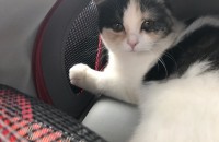 스코티쉬,브리티쉬 미묘 무료분양합니다~