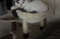 브리트니숏헤어 3살된 남자 아이 분양합니다