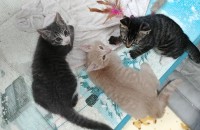 원주 코숏 2개월 아이들 분양합니다