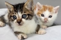 원주) 귀여운 냥이들 가족을 찾습니당~