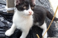 6월 15일에 태어난 코리안코숏 종류 3마리입니다.