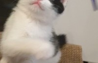 가게에서 보호하는 새끼고양이 2마리 분양합니다