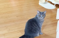 브리티쉬 숏헤어  남아 10개월 천안시,  분양합니다