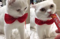 2살된 폴드 남아 무료분양합니다 ㅠㅠ